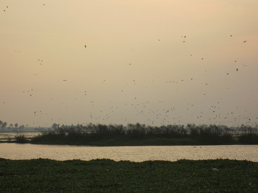 Coucher de soleil avec les oiseaux