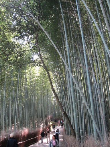 Des bambous!