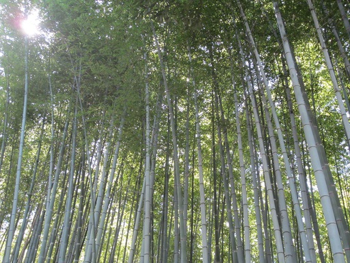 Des bambous!