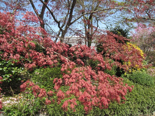 Un arbre rouge