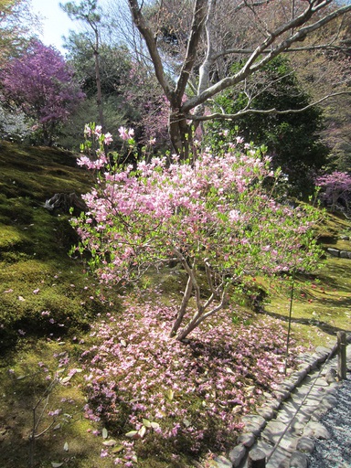 Petit arbre en fleurs