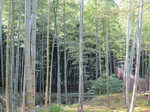 Bambous dans le jardin