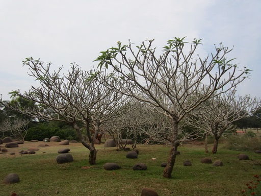 A l'entrée des jardins