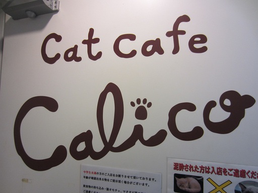 Le café à chats que nous avons testé