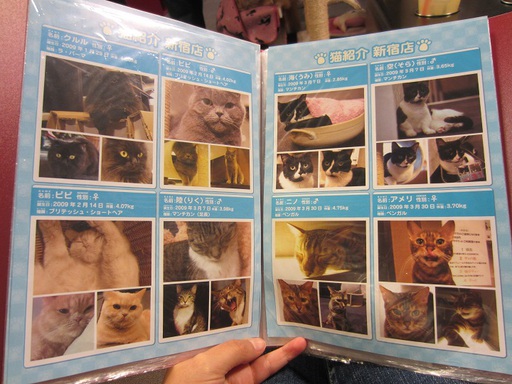 Le menu des chats