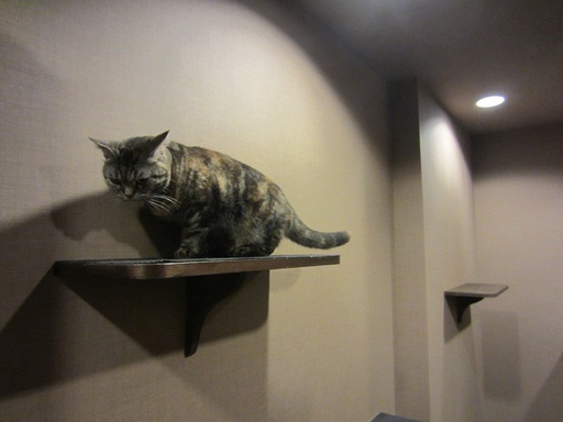 Dans l'escalier, des étagères à chats