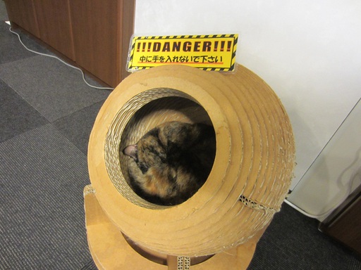 Une des boules en carton dans lesquelles les chats peuvent se cacher