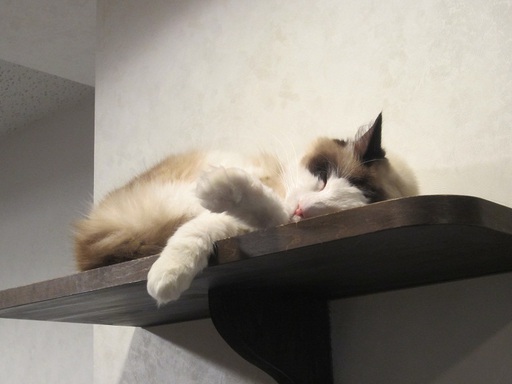 Un chat sur une étagère