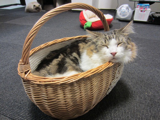 Un chat dans un panier