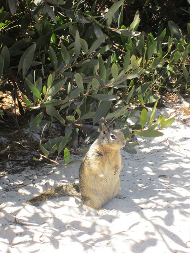 N'importe quoi, je suis un écureuil! C'est pas parce que je suis un peu enveloppé que tu peux me traiter de marmotte! Pff...