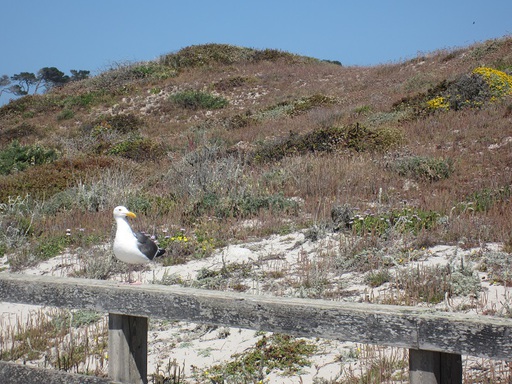 Une mouette