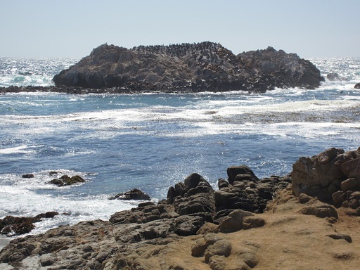 Un rocher couvert d'otaries