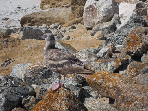 Un oiseau