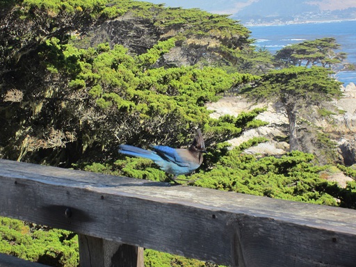 Un oiseau bleu