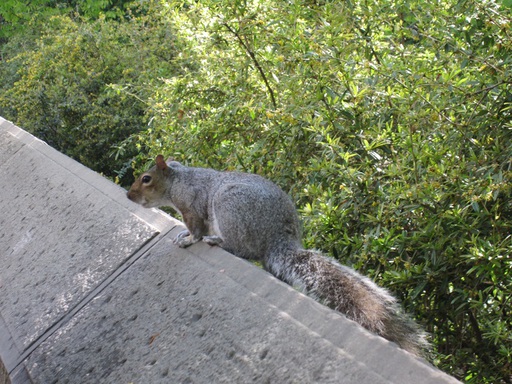 Un écureuil de Central Park