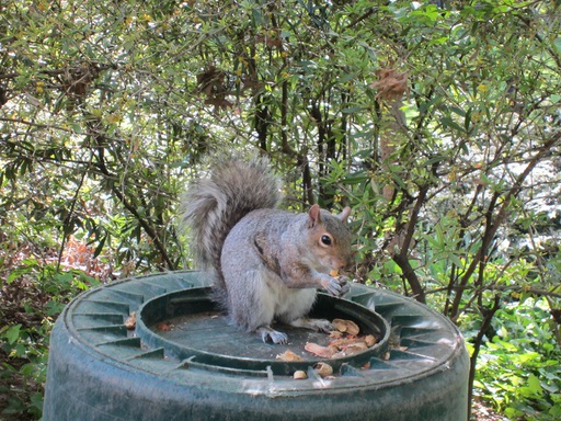 Le même écureuil qui va manger un peu plus loin