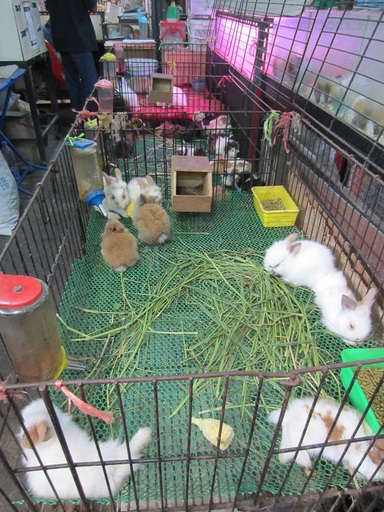 Des lapins