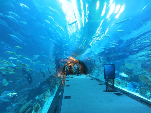 Tunnel dans l'aquarium