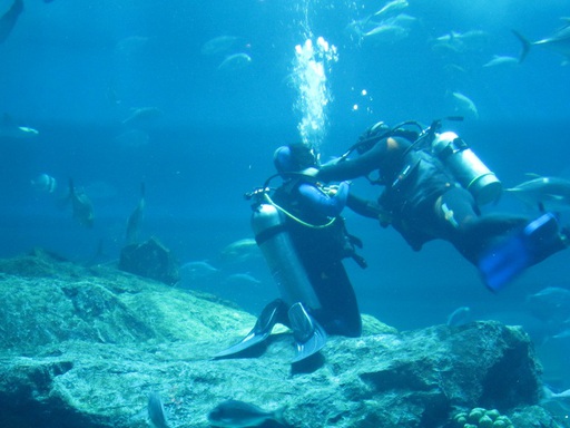 Plongeurs dans l'aquarium