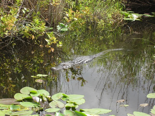 Un alligator
