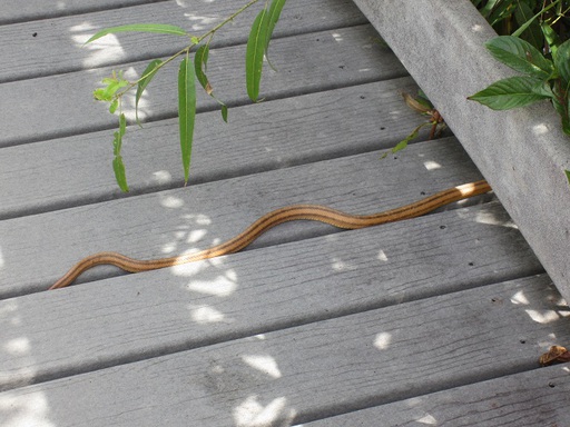 Un serpent sur un ponton