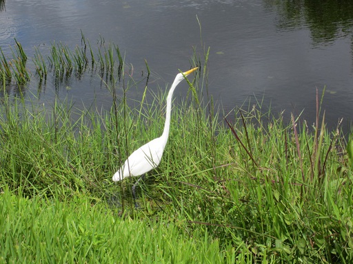 Une aigrette