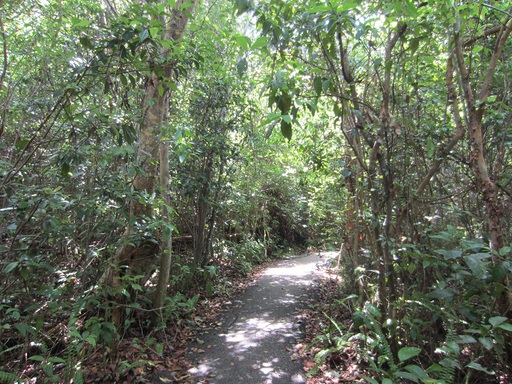 Changement de décor : un chemin menant à la mangrove