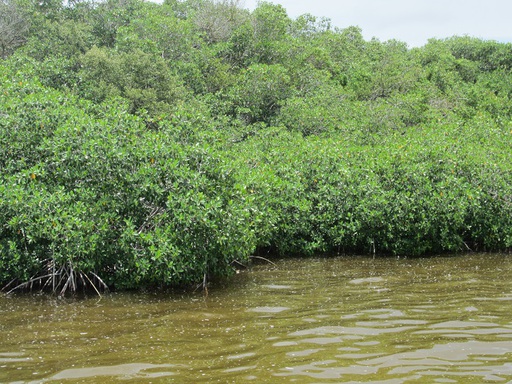 La mangrove de l'extérieur