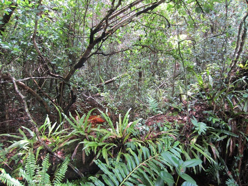 Le Mahogany Hammock Trail