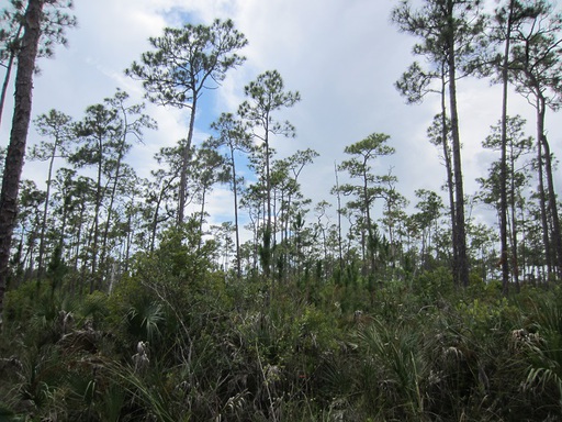 La forêt de pins