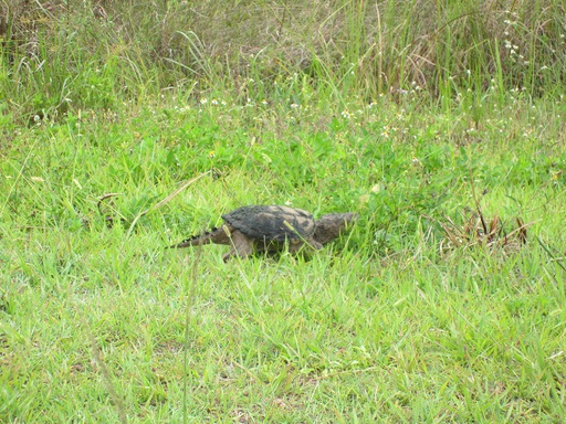 Une tortue bizarre