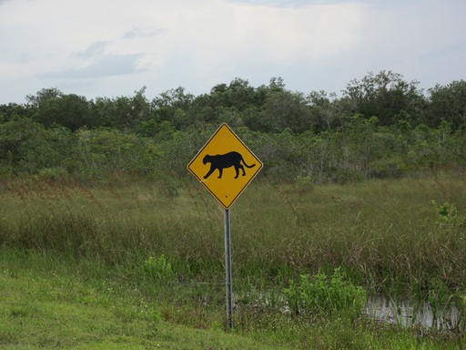 Attention aux panthères de Floride (une espèce de puma)