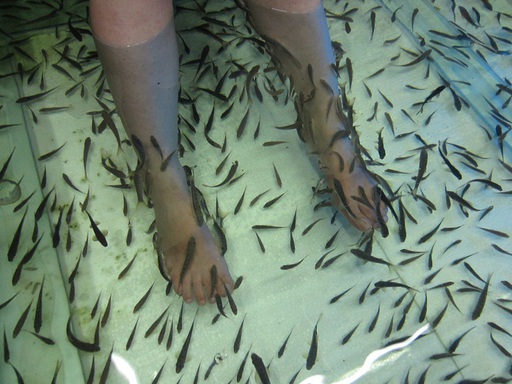 Les poissons et mes jambes