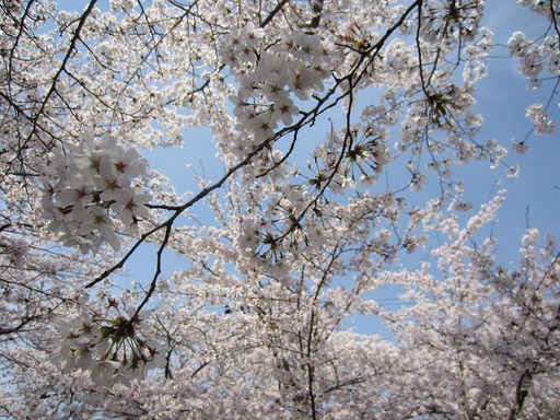 Cerisiers en fleurs