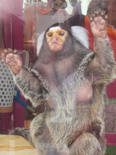 Un singe dans une vitrine, à Roppongi