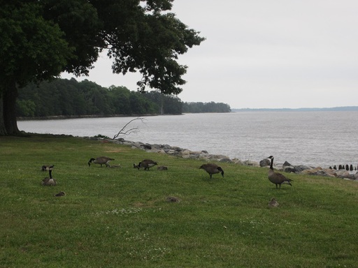 Oies et vue sur la rivière