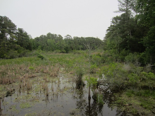 Les marais autour du fort