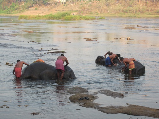 Le lavage des éléphants
