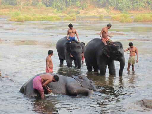 Deux éléphants ont fini