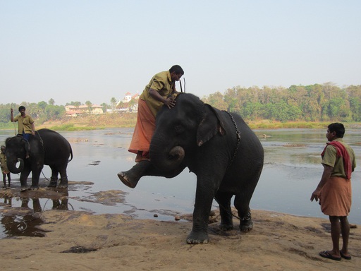 L'éléphant fait marche-pied avec sa patte