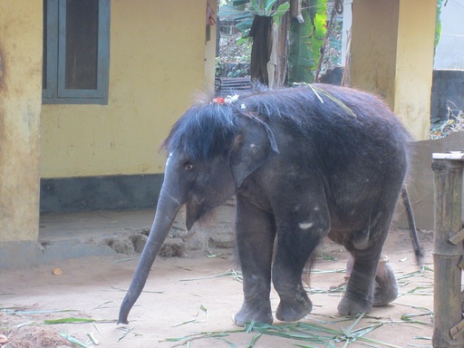 Bébé éléphant femelle dans le camp