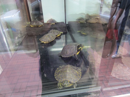 Des tortues