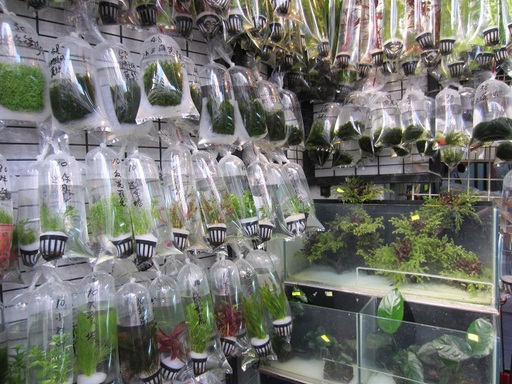 Des plantes d'aquarium vendues en sachets