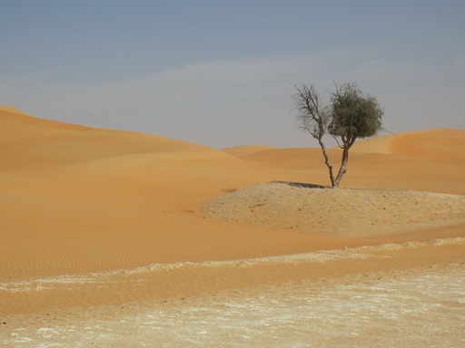 Arbre dans le désert