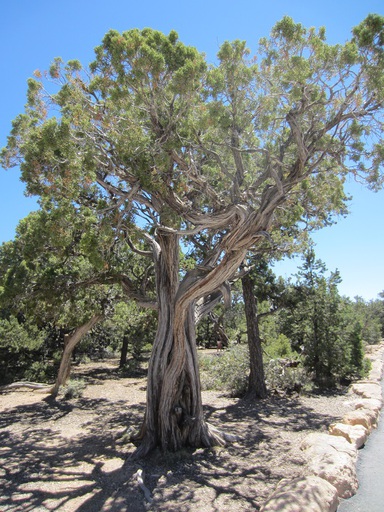 Un bel arbre