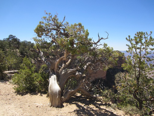 Un autre bel arbre