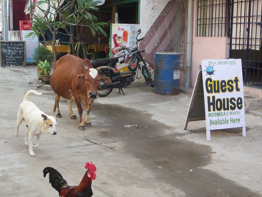 Animaux habituels dans la rue