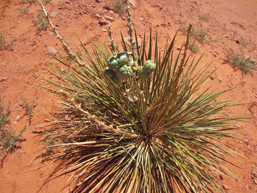 Une plante du désert