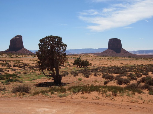 Avec un arbre