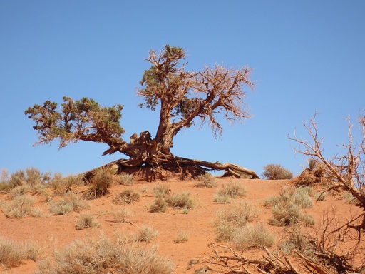 Un arbre